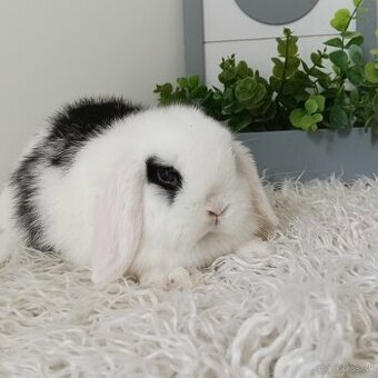 Krásni typovi samčekovia minilop