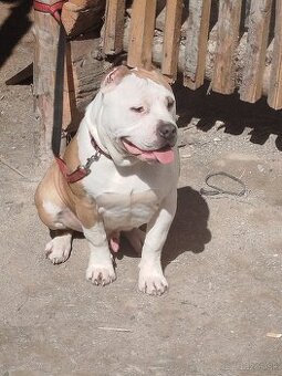 Bully
