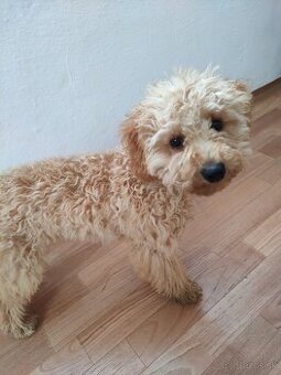 Pudlik Pudel Toy