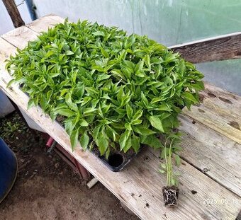 Paprikové planty