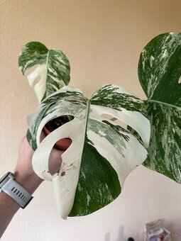 Monstera albo variegata 2
