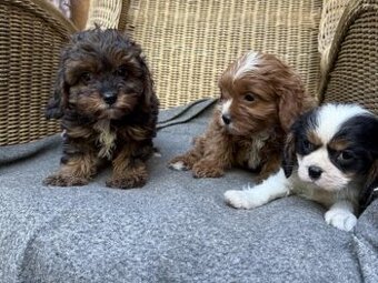 cavalier king charles spaniel