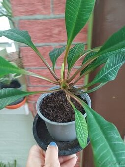 Euphorbia leuconeura