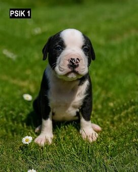 Šteniatka - Americký stafordšírsky teriér (Amstaff, Staford)