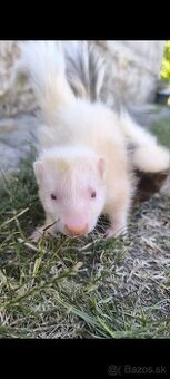 PET SKUNK