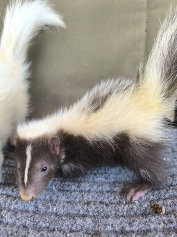 PET SKUNK