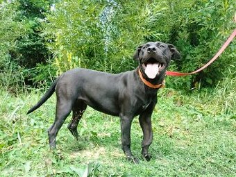 Darujem skvelú rodinnú sučku Daisy - mix bull a labrador