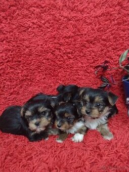 Yorkshirsky terriér, Yorkshire,  Yorkshire terrier