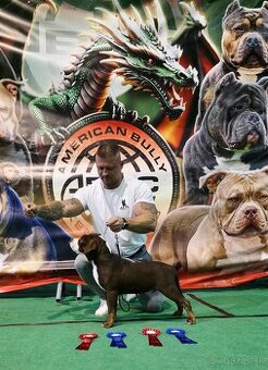 American bully - ch.s. Family Muscle Bullies