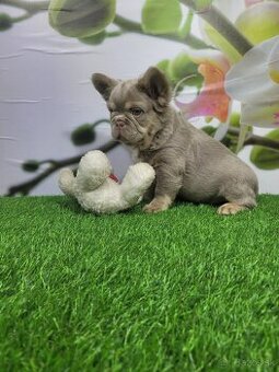 Francuzsky buldoček