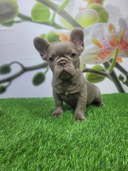 Francuzsky buldoček