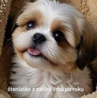 shi tzu, šicu, shitzu