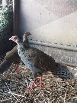 Bažant strieborný - 1