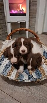 Borderská kólia, Border kólia bez PP