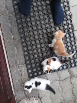 Darujeme poloperzske maciatka