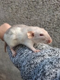 Predám potkanika Dumbo