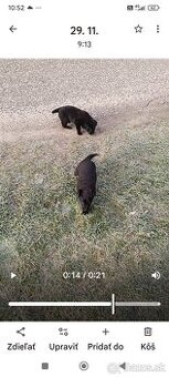 Šteniatka Ovčiak Nemecký Belgický