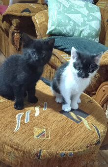 Darujem mačiatka - 1