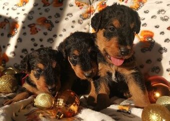 Airedale teriér / Erdelterier - šteniatka s PP