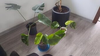 Monstera , izbový kvet v kvetináči