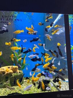 Kupim akvariné rybičky