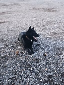 Kupim vycviceneho psa