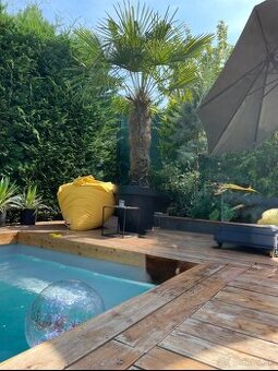 Predám krásnu a zdravú mrazuvzdornú palmu