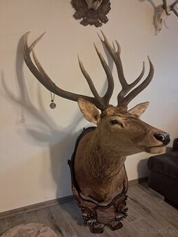 Jeleň, preparát, trofej, trofeje, parozie