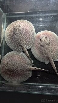 Potamotrygon motoro Mini Royal marbled