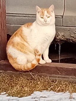 Darujeme krásneho kocúrika