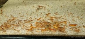 Krevety Red Cherry, Blue Dream