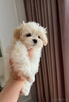Maltipoo mini