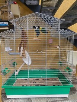 Agapornis personata spolu s klietkou.