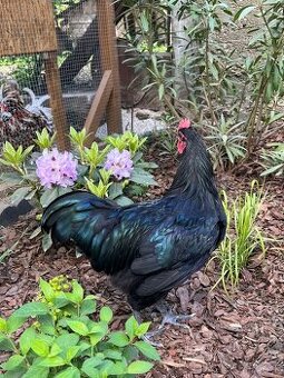 Australorp kohuti