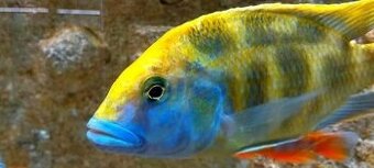 Cichlidy