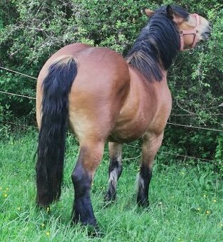 Tazna kobyla