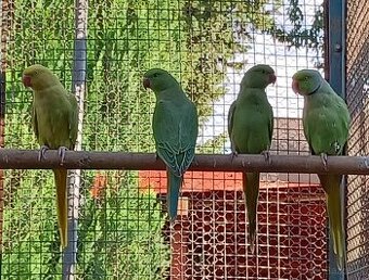 Predám papagájov: - 1