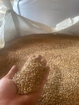 Jačmeň jarný, Pšenica ozimná