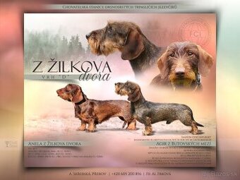 jezevčík trpasličí drsnosrstý s PP