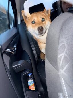 Shiba inu Hľadáme psíka pre našu Tafi na krytie