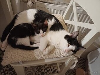 Darujem krotké mačiatko