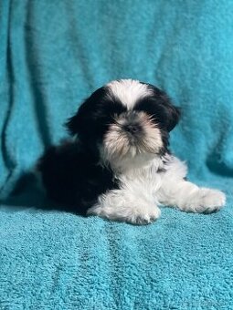 Shih-tzu S PP (Ši cu, shih tzu)