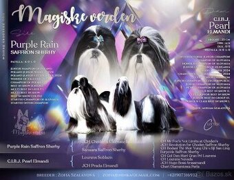 Shih-tzu S PP (Ši cu, shih tzu)
