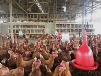 Predaj červených nosnic