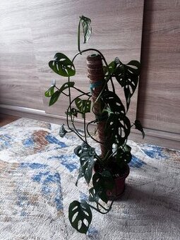 Odrezky a monstera adansonii v kvetináči - darujem