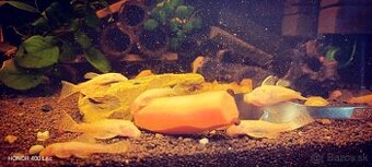 Ancitrus,gold Albino