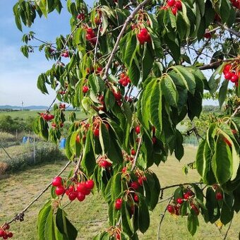 🍒🍒čerešne 🍒🍒