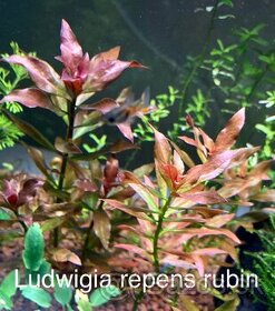Ludwigia repens / repens Rubin