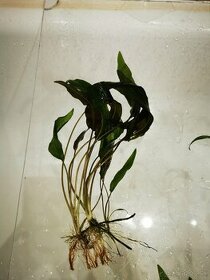Akvarijne rastliny Cryptocoryne affinis - 1