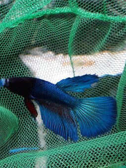 Predam bojovnica betta